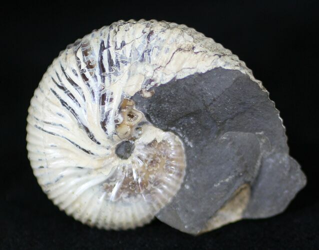 Discoscaphites Gulosus Ammonite - South Dakota #29197